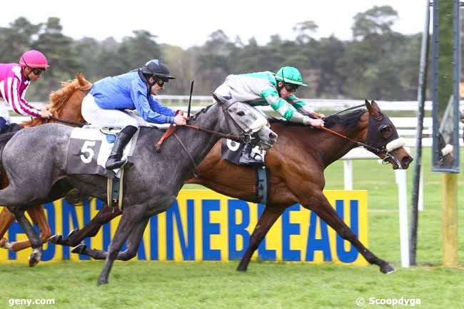 22/04/2016 - Fontainebleau - Prix des Ifs : Arrivée