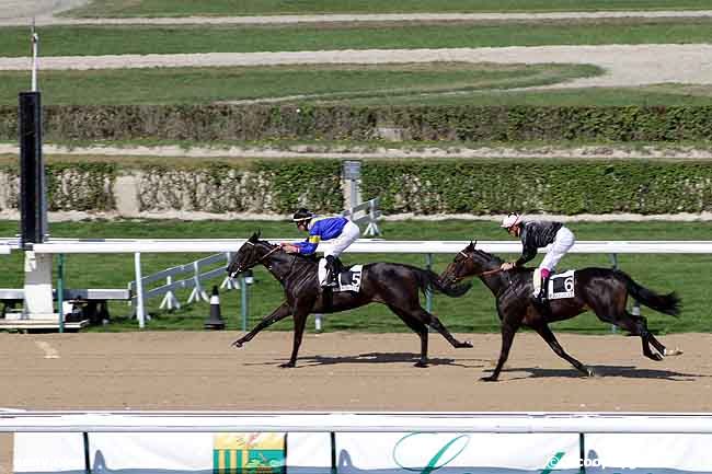 30/07/2011 - Deauville - Prix du Mézeray : Ankunft